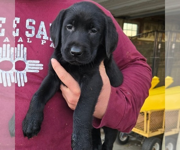 Medium Photo #1 Labrador Retriever Puppy For Sale in GREENCASTLE, PA, USA