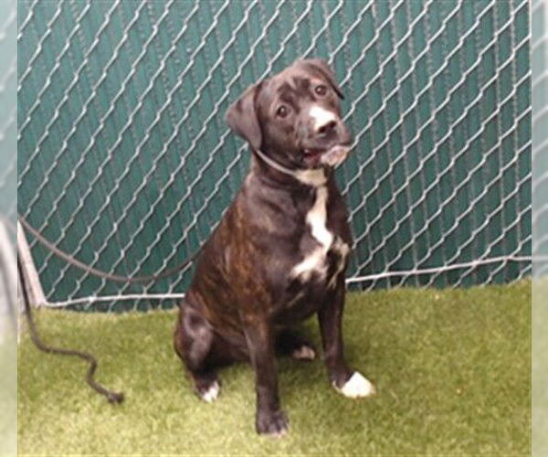 Medium Photo #1 Boxer Puppy For Sale in Downey, CA, USA