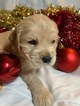 Small Photo #12 Golden Cocker Retriever Puppy For Sale in BEAN BLOSSOM, IN, USA