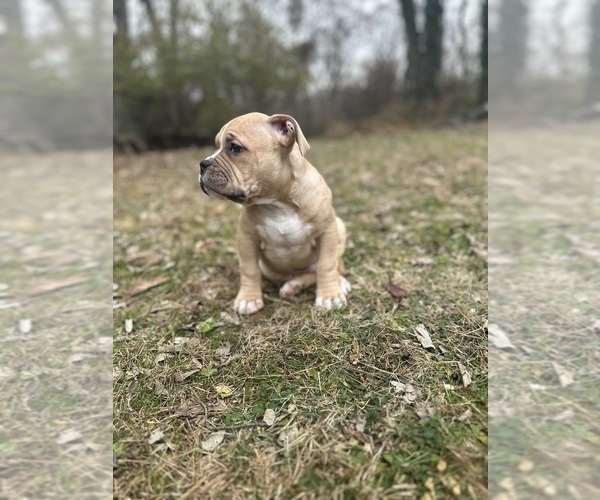 Medium Photo #3 American Bully Puppy For Sale in LANCASTER, PA, USA