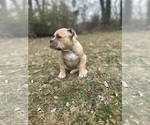 Small #2 American Bully