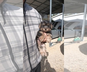 Medium Yorkshire Terrier