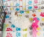 Small #7 Cavapoo (Miniature)-Poodle (Toy) Mix