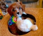 Puppy 3 Cavachon-Cavapoo Mix