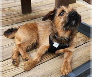 Mutt Dogs for adoption in Lewistown, PA, USA