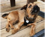 Small Mutt