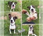 Small #4 American Staffordshire Terrier