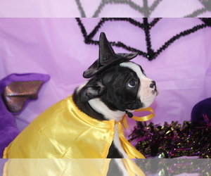 Boston Terrier Puppy for sale in BROOKSVILLE, FL, USA