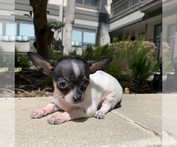 Medium Photo #3 Chihuahua Puppy For Sale in HOUSTON, TX, USA