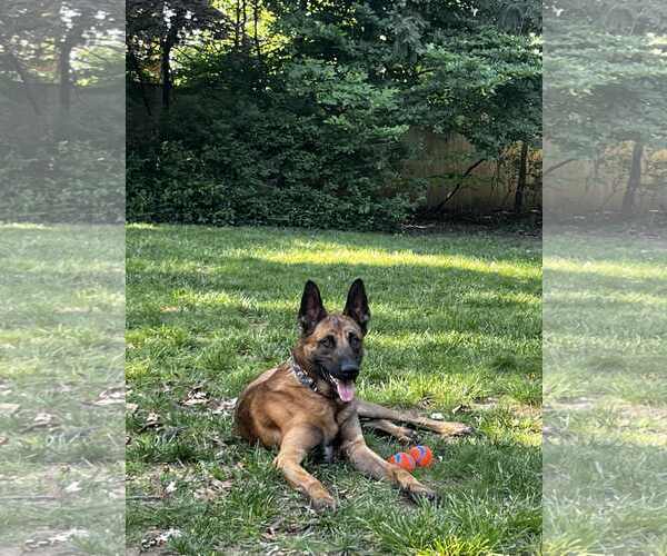 Medium Photo #3 Mutt Puppy For Sale in Stevens Point, WI, USA