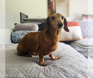 Dachshund Dogs for adoption in Weston, FL, USA