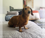 Small Dachshund