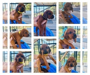 Redbone Coonhound Puppy for sale in DARDANELLE, AR, USA