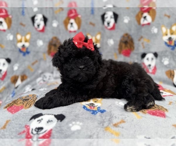 Medium Photo #6 Shih-Poo Puppy For Sale in LAKELAND, FL, USA