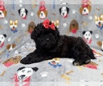 Small #5 Shih-Poo