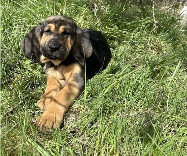 Medium Photo #1 Bloodhound Puppy For Sale in SWEET HOME, OR, USA