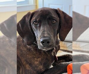 Coonhound-Plott Hound Mix Dogs for adoption in Wakefield, RI, USA