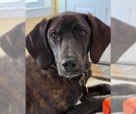 Small Photo #1 Coonhound-Plott Hound Mix Puppy For Sale in Wakefield, RI, USA