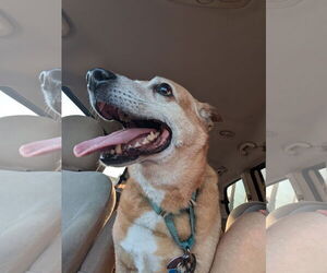 German Pinscher-Thai Ridgeback Mix Dogs for adoption in Orange Grove, TX, USA