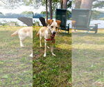 Small #8 Labrador Retriever Mix