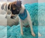 Small Photo #2 Chihuahua-Unknown Mix Puppy For Sale in Morganville, NJ, USA
