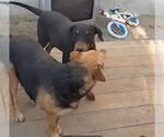 Small #8 German Shepherd Dog Mix