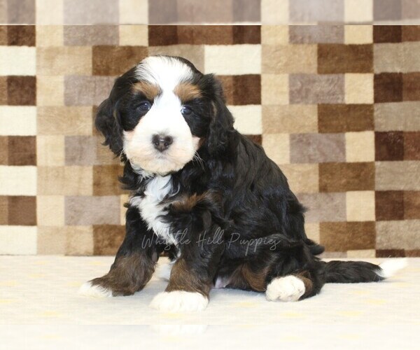 Medium Photo #4 Bernedoodle (Miniature) Puppy For Sale in DENVER, PA, USA