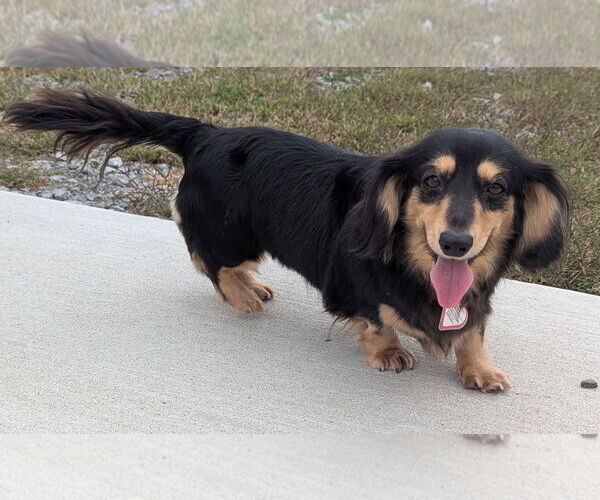 Medium Photo #2 Dachshund Puppy For Sale in Shelbyville, TN, USA
