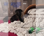 Small Photo #1 Great Dane Puppy For Sale in TOPEKA, IN, USA