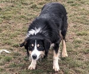 Father of the Border Collie puppies born on 12/19/2025