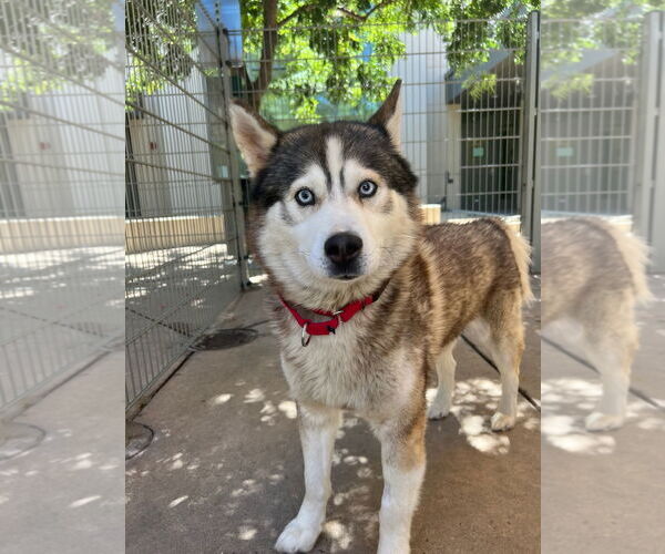 Medium Photo #4 - Mix Puppy For Sale in Woodland Hills, CA, USA