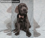 Image preview for Ad Listing. Nickname: Rosalee
