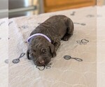 Small #3 Goldendoodle