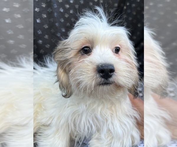 Medium Photo #4 Zuchon Puppy For Sale in RENO, NV, USA