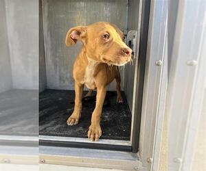 American Staffordshire Terrier-Unknown Mix Dogs for adoption in San Antonio, TX, USA