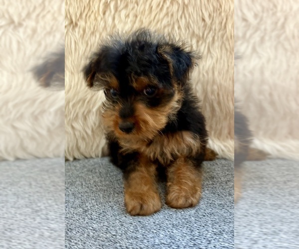 Medium Photo #7 Yorkshire Terrier Puppy For Sale in FAIR HAVEN, MI, USA