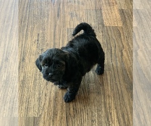 ShihPoo Puppy for sale in CISCO, TX, USA