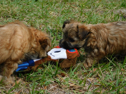 Medium Photo #8 Morkie Puppy For Sale in ORLANDO, FL, USA