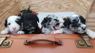 Aussiedoodle Puppy for sale in MIDDLETOWN, DE, USA