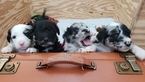 Small Photo #1 Aussiedoodle Puppy For Sale in MIDDLETOWN, DE, USA