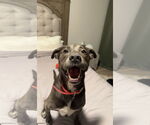 Small #50 Blue Lacy Mix