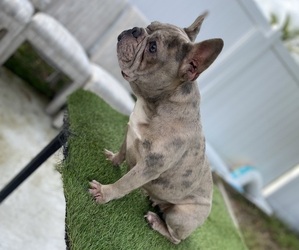 French Bulldog Puppy for sale in PUNTA GORDA, FL, USA