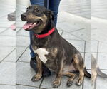 Small Rottweiler