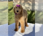 Small Photo #9 Goldendoodle Puppy For Sale in FROSTPROOF, FL, USA