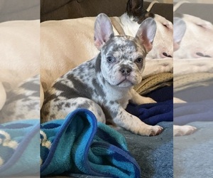 French Bulldog Puppy for sale in MOORESVILLE, IN, USA