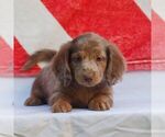 Russell - Male Dachshund Puppy for Sale - Photo #3