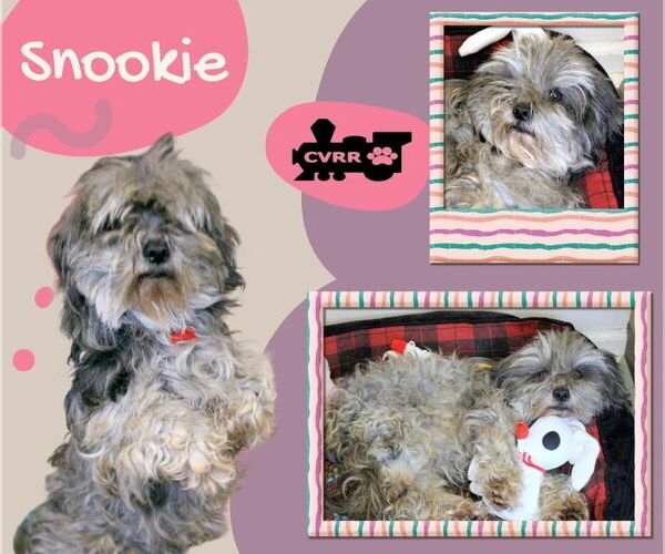 Medium Photo #1 Mutt Puppy For Sale in Lindsay, CA, USA