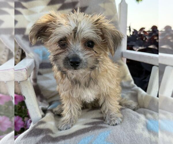 Medium Photo #2 Morkie Puppy For Sale in WILLIAMSBURG, IN, USA