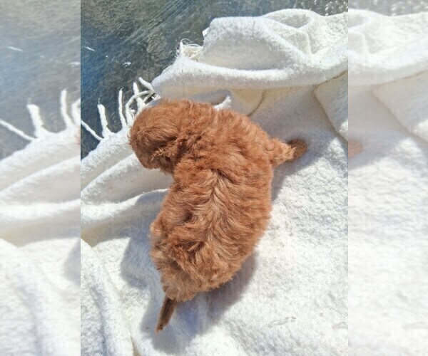 Medium Photo #22 Goldendoodle (Miniature) Puppy For Sale in GASTONIA, NC, USA
