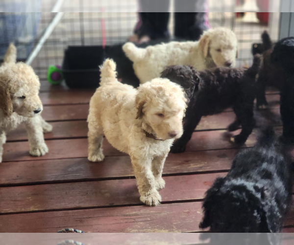 Medium Photo #1 Poodle (Standard) Puppy For Sale in HOMERVILLE, GA, USA